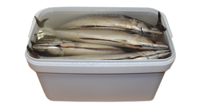 detail Makrela s hlavou ve slaném nálevu kbelík (čistá hmotnost 5kg) Mooijer